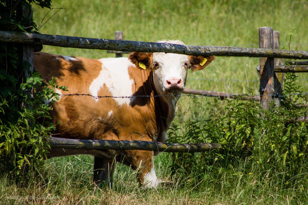 Andechser Kuh-Challenge