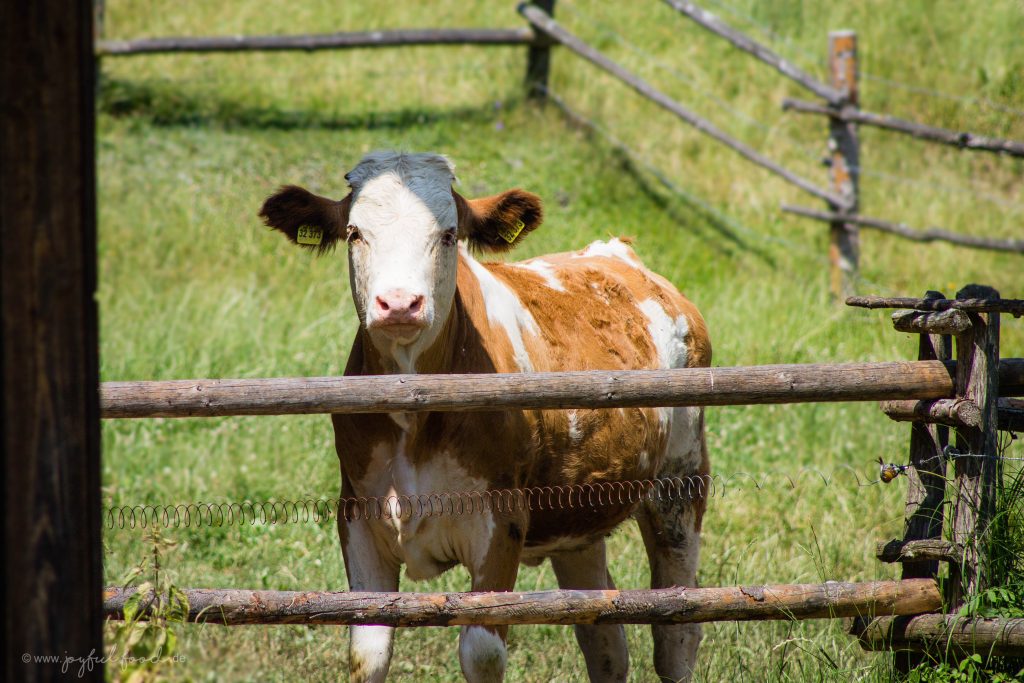 Andechser Kuh-Challenge