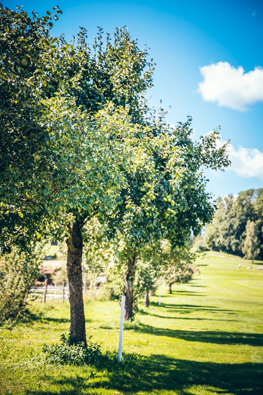 Streuobstwiese Streuobst