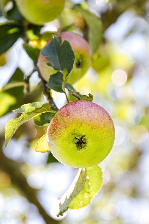 Streuobstwiese Streuobst